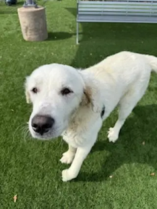 Obo