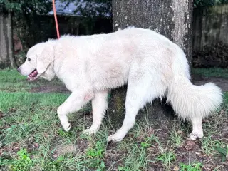 Obo