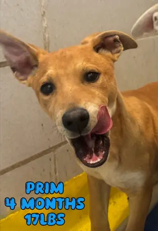 PRIM