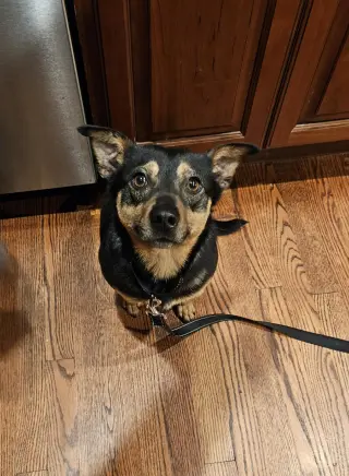 CHICO