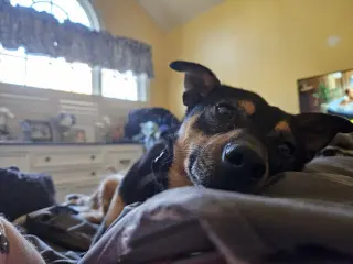 CHICO
