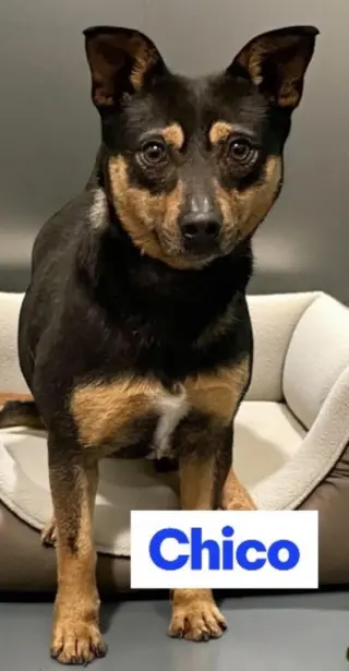 CHICO