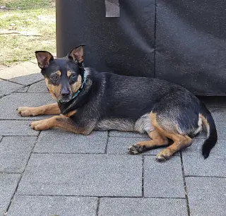 CHICO