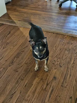CHICO