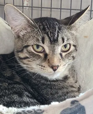 Tater