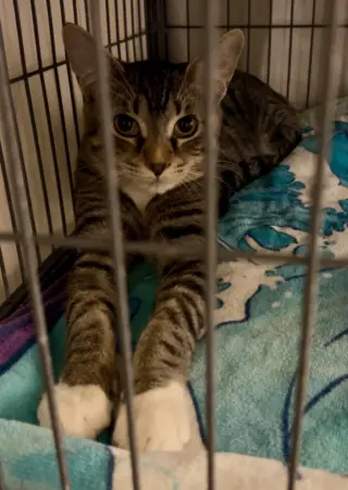 Tater