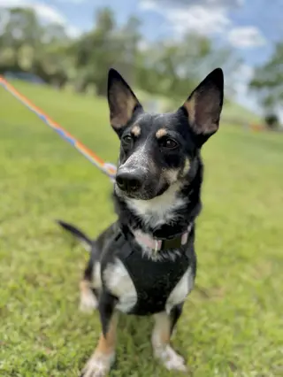 Penelope