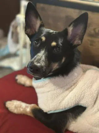 Penelope