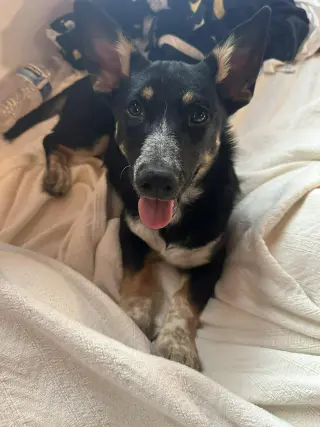 Penelope