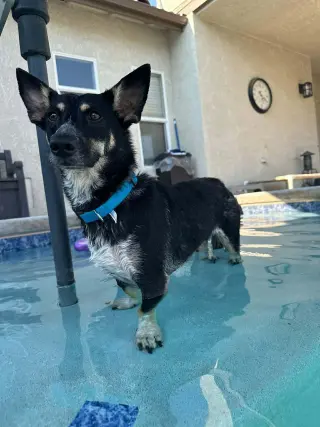 Penelope