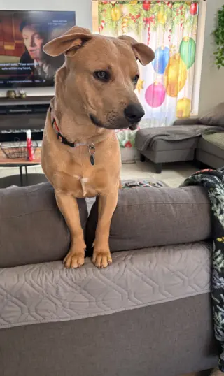 CANE