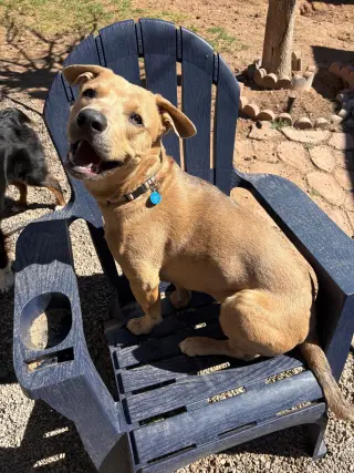 CANE