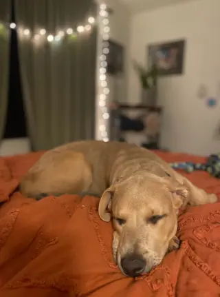 CANE