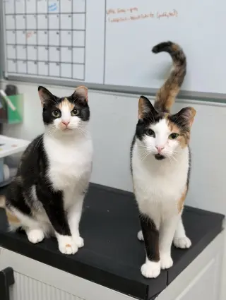 Zoey AND Chloe