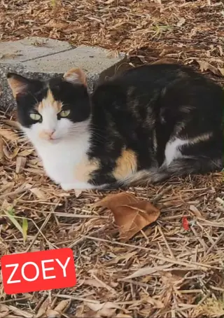 Zoey AND Chloe