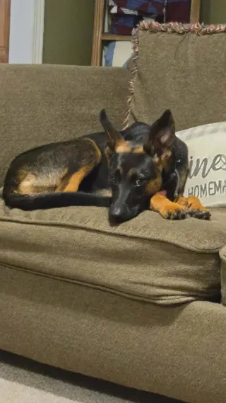 Athena (8mo, 50lbs)