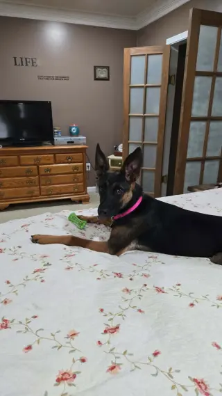 Athena (8mo, 50lbs)