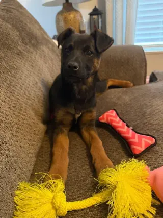 Athena (8mo, 50lbs)