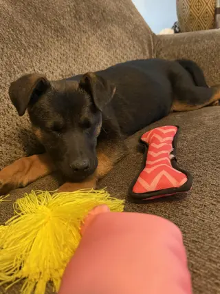 Athena (8mo, 50lbs)