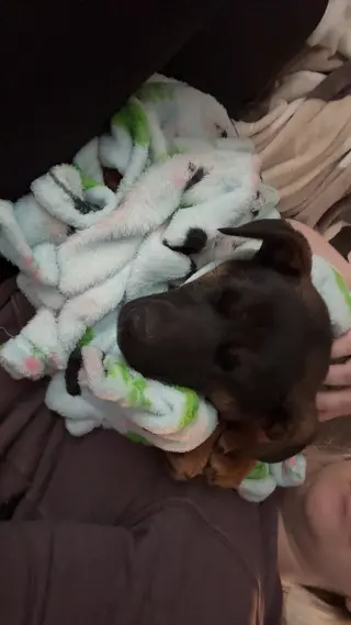 Athena (8mo, 50lbs)