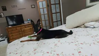 Athena (8mo, 50lbs)