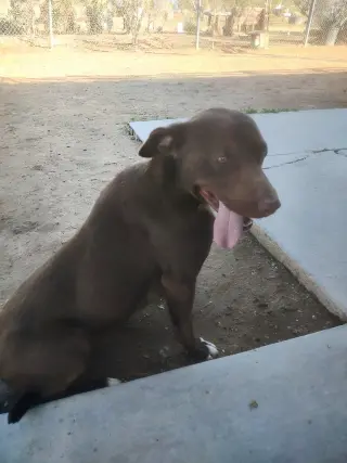Diego