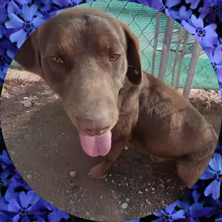 Diego