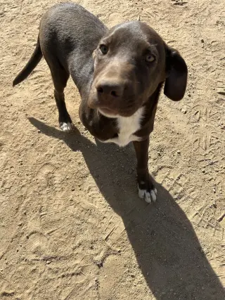 Diego