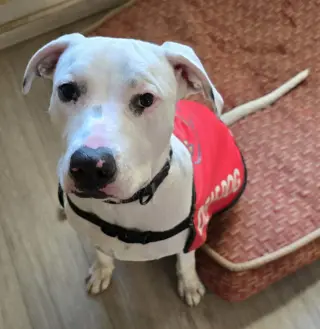Echo
