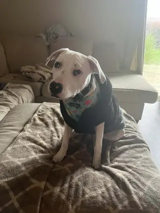 Echo