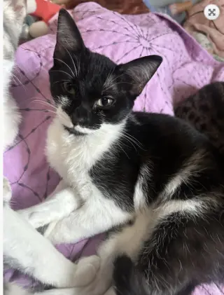 Skipper