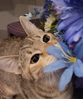 Alice