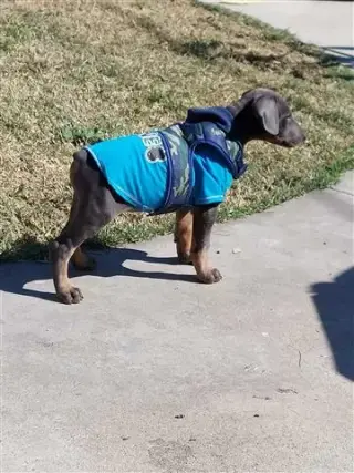Purebred Blue Doberman