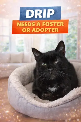 Drip: Medical Foster Requested (FCID 02/09/26-30)