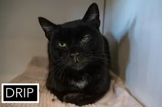 Drip: Medical Foster Requested (FCID 02/09/26-30)