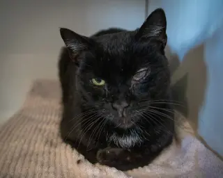 Drip: Medical Foster Requested (FCID 02/09/26-30)
