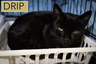 Drip: Medical Foster Requested (FCID 02/09/26-30)