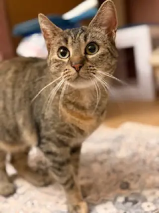 Haddie
