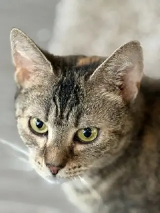 Haddie