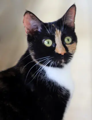 Peaches