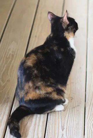 Peaches