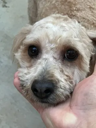 Butters