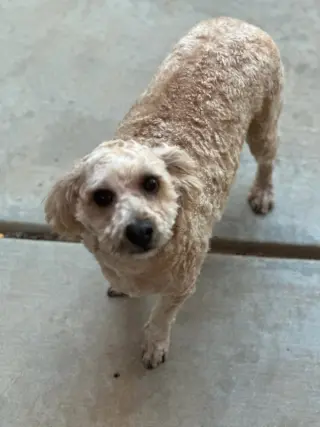 Butters