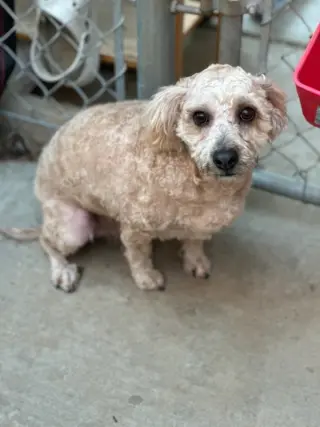 Butters