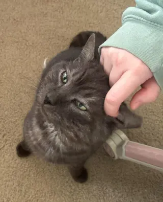 Blade
