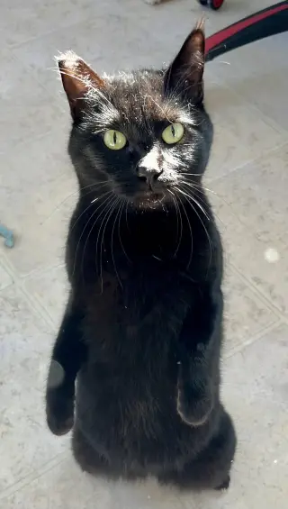 Onyx