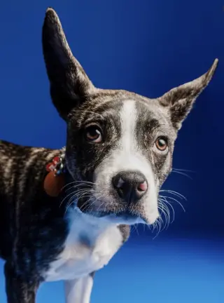 OSWALD