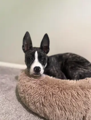OSWALD
