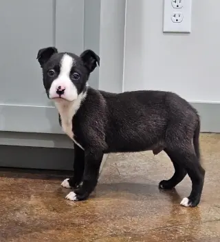 OSWALD