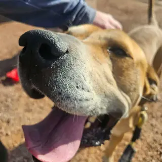 Sampson